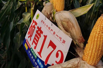 2021年怎样选购玉米种子?选购方法一起学!